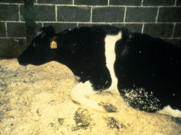 Mad Cow Disease Incubation Period in Humans